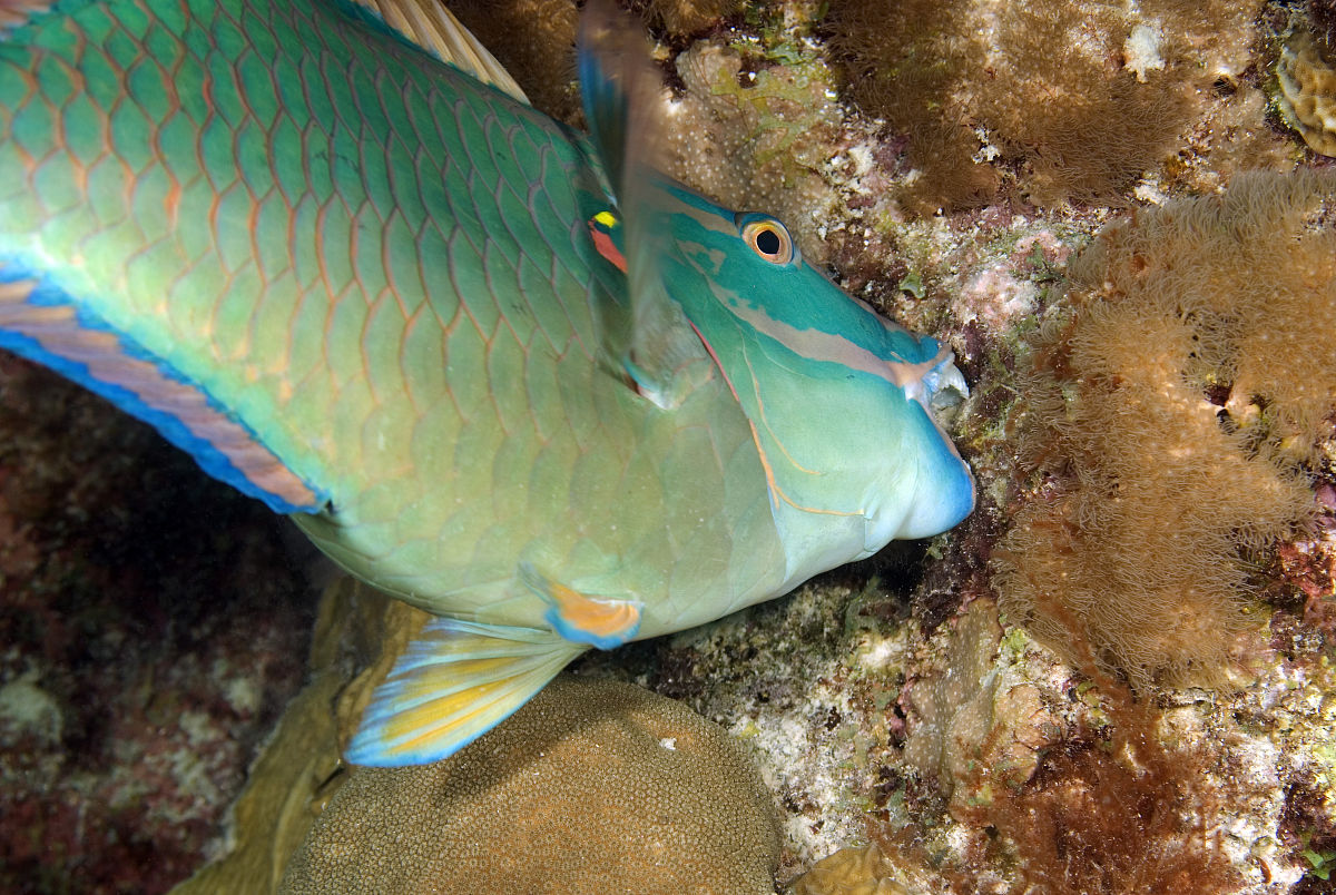 海中的百變“鸚鵡”——鸚嘴魚(yú)