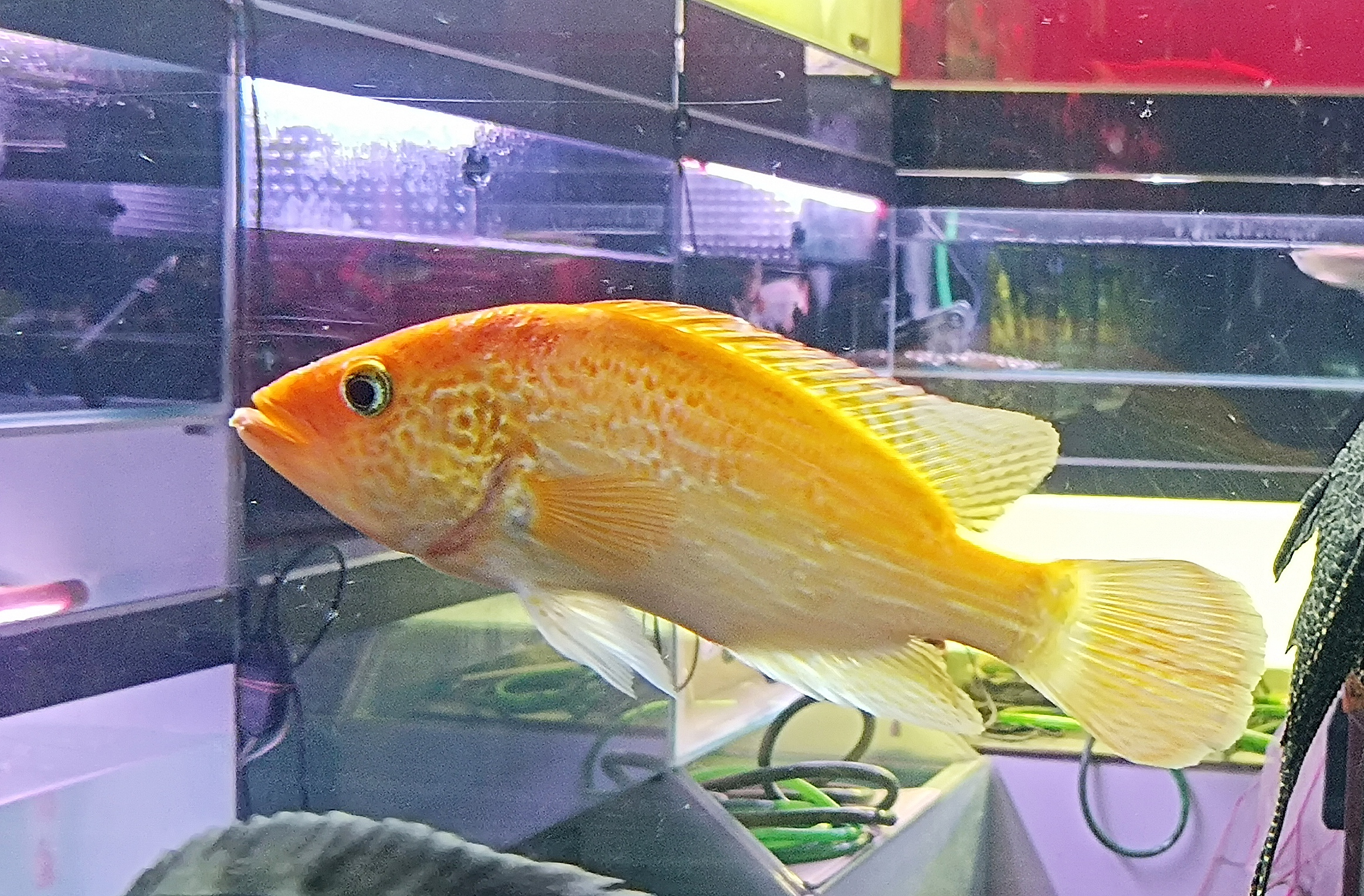 會伸縮嘴巴的紅老虎魚