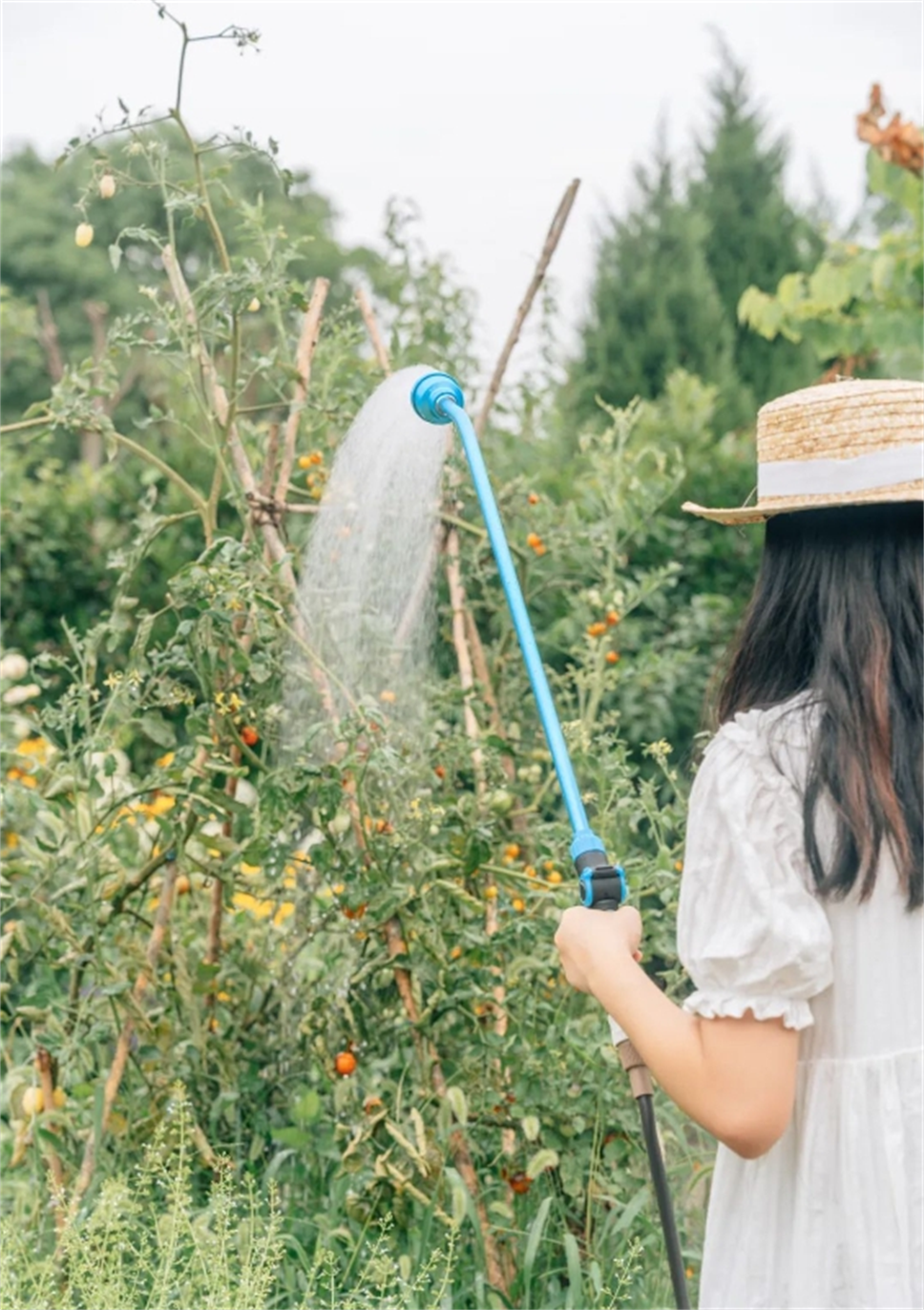 夏季澆水指南