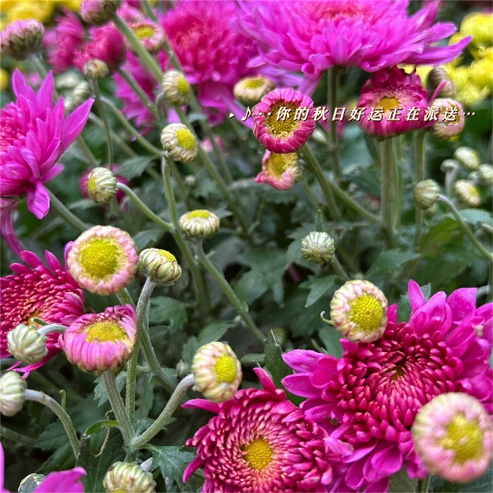 世間最好的養(yǎng)生，就是“沾花惹草”